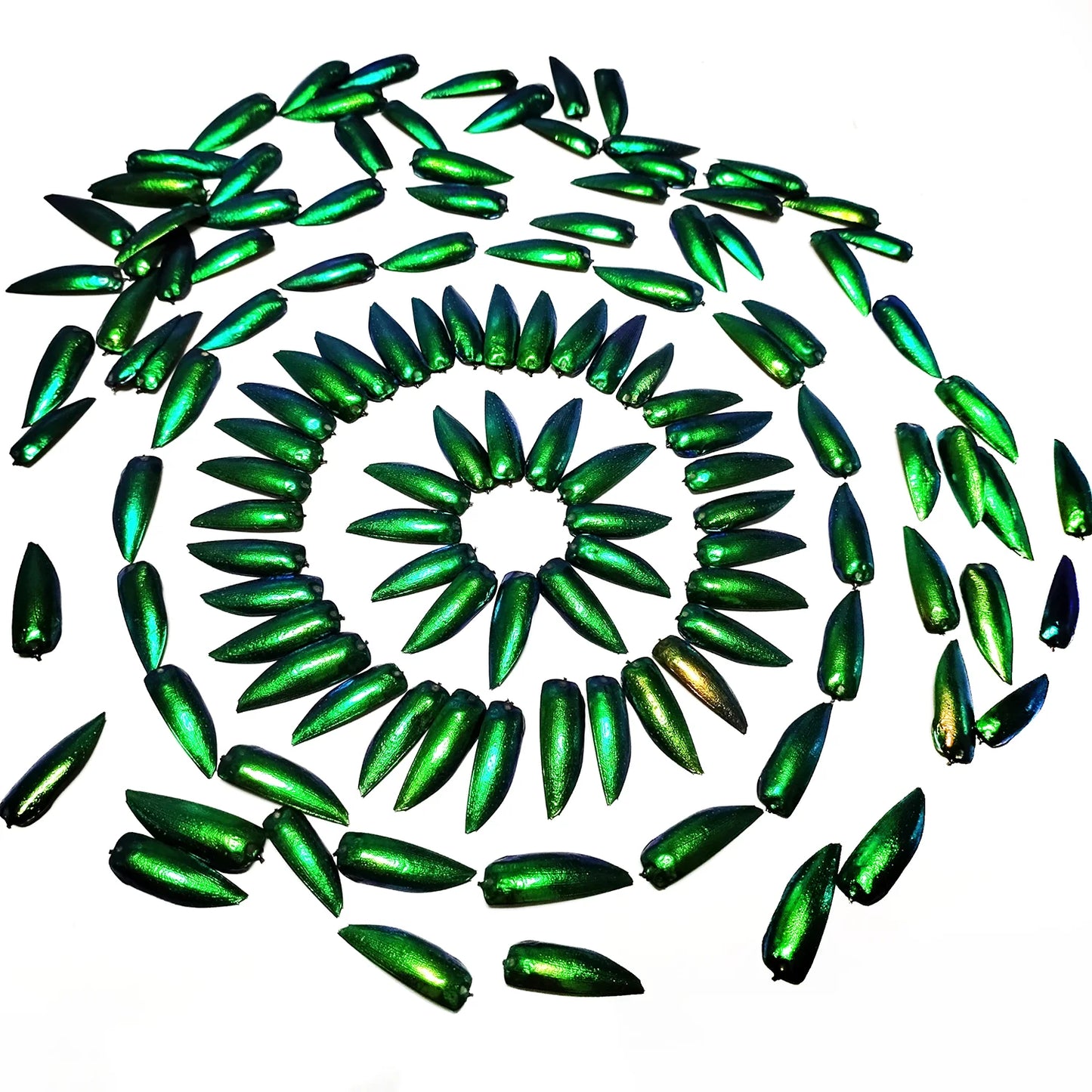 50 Pieces Jewel Beetle Elytra Emerald Green Real Elytron Wings Natural Insect Coleoptera Handmade Necklace Set DIY Earrings