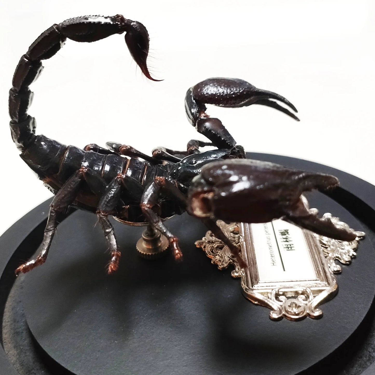 Asia Black Scorpion Specimen With Glass Showcase Real Heterometrus Petersii Animal Taxidermy Collection for Science Education