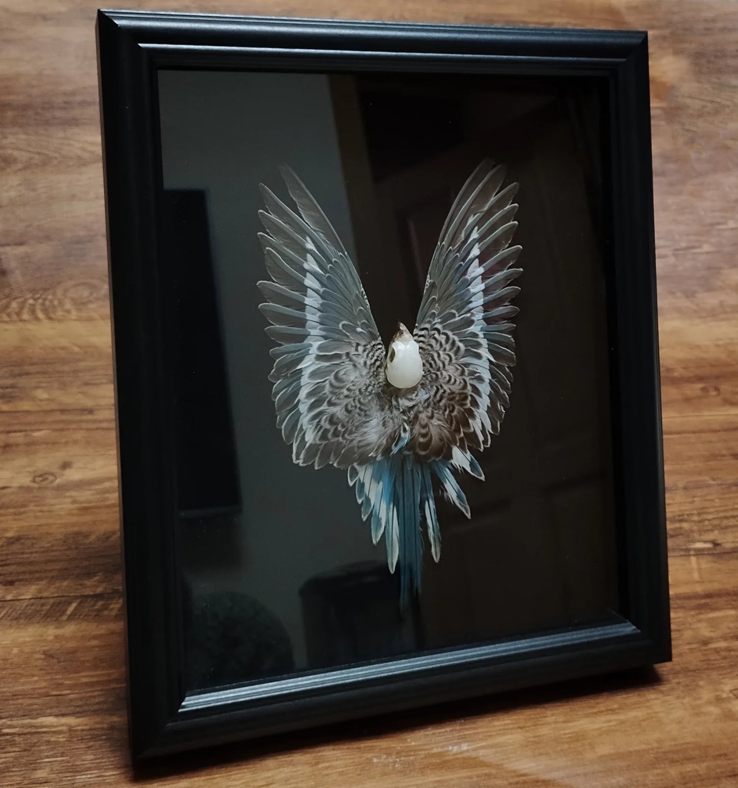 Real Feather 3D Parrot Bird Specimen Authentic Budgerigar Handicrafts With Frame Exhibition Display Art Desktop Painting Gifts