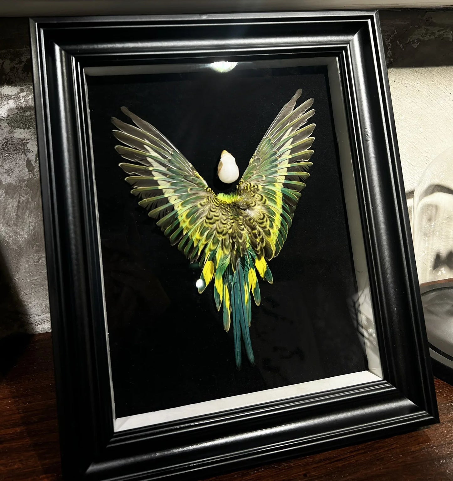 Real Feather 3D Parrot Bird Specimen Authentic Budgerigar Handicrafts With Frame Exhibition Display Art Desktop Painting Gifts