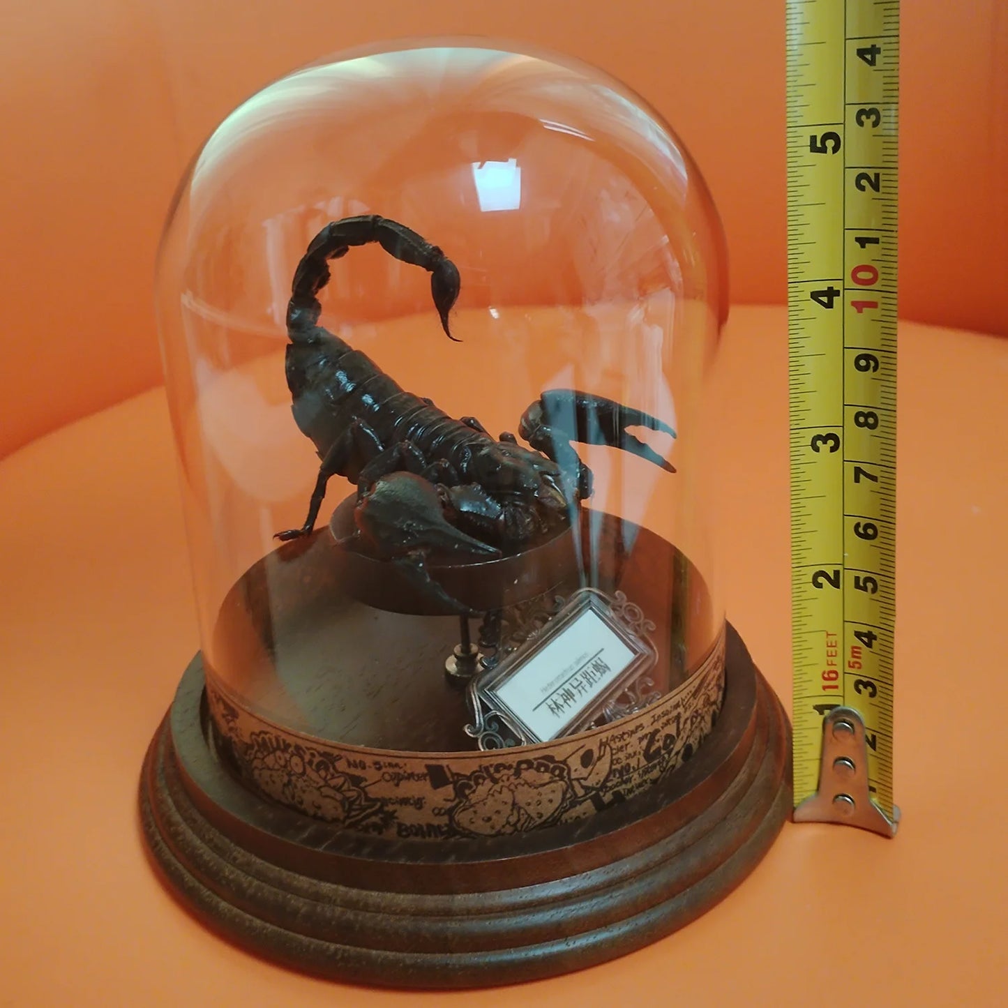 Asia Black Scorpion Specimen With Glass Showcase Real Heterometrus Petersii Animal Taxidermy Collection for Science Education