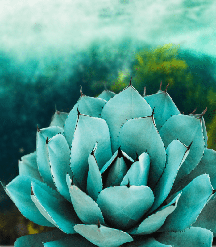 Sea Kelp & Agave - Premium Fragrance Oil