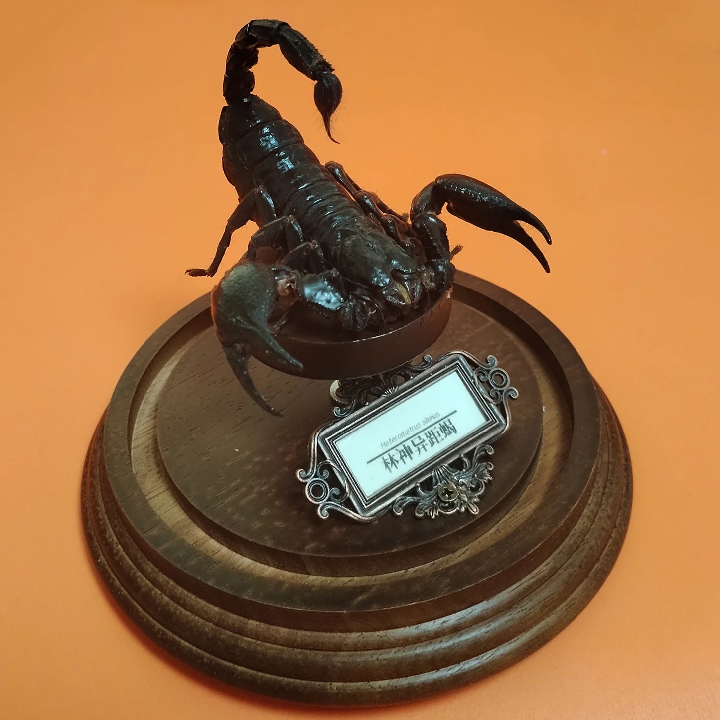 Asia Black Scorpion Specimen With Glass Showcase Real Heterometrus Petersii Animal Taxidermy Collection for Science Education