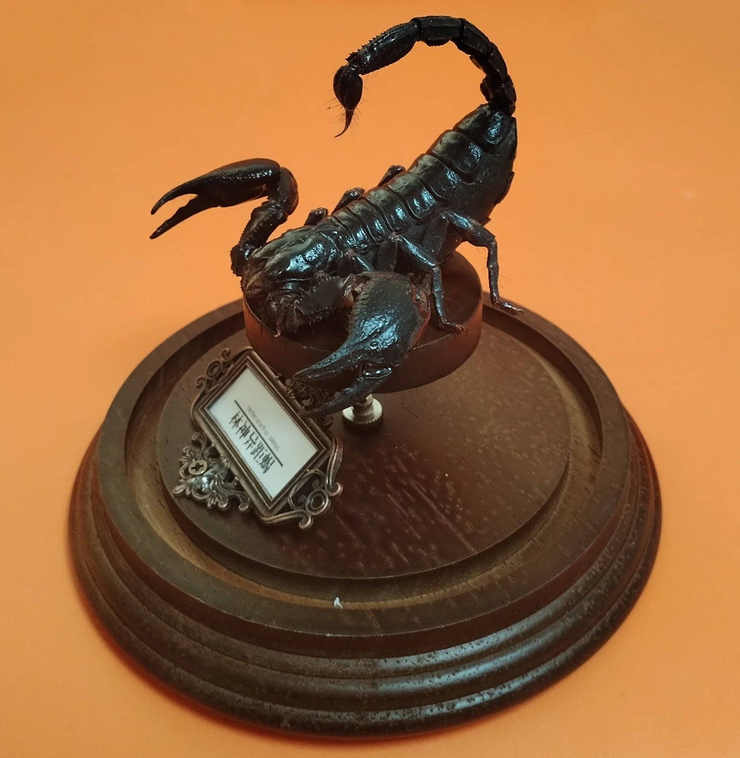 Asia Black Scorpion Specimen With Glass Showcase Real Heterometrus Petersii Animal Taxidermy Collection for Science Education