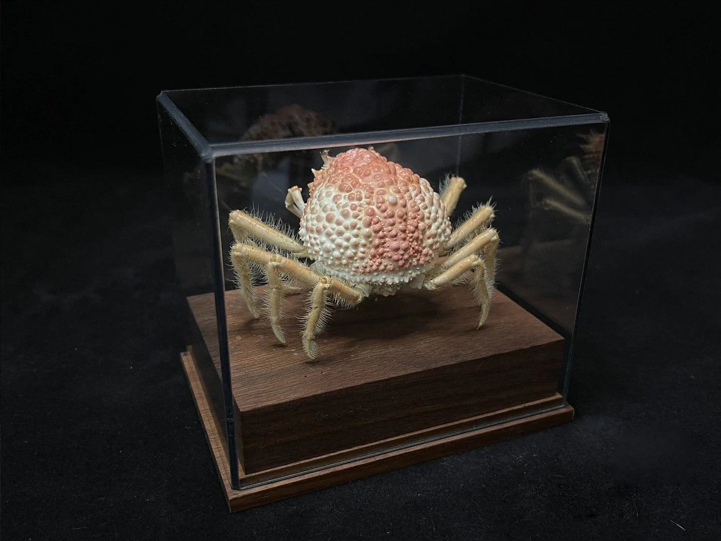 Maja Kominatoensis Real Crab Specimen Special Handicrafts Collectors Home Decor Ornament Desk Decoration Customized