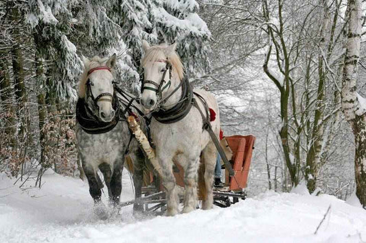 Sleigh Ride - Christmas and Holiday Premium Candle Fragrance