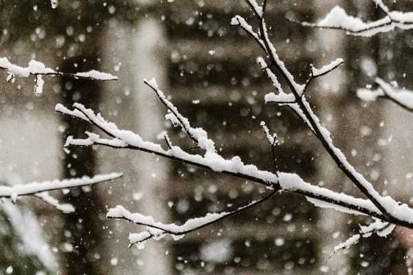 Snow Fall - Premium Fragrance Oil