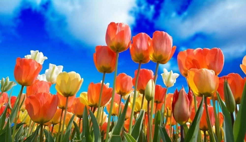 Spring Air (Discontinued)