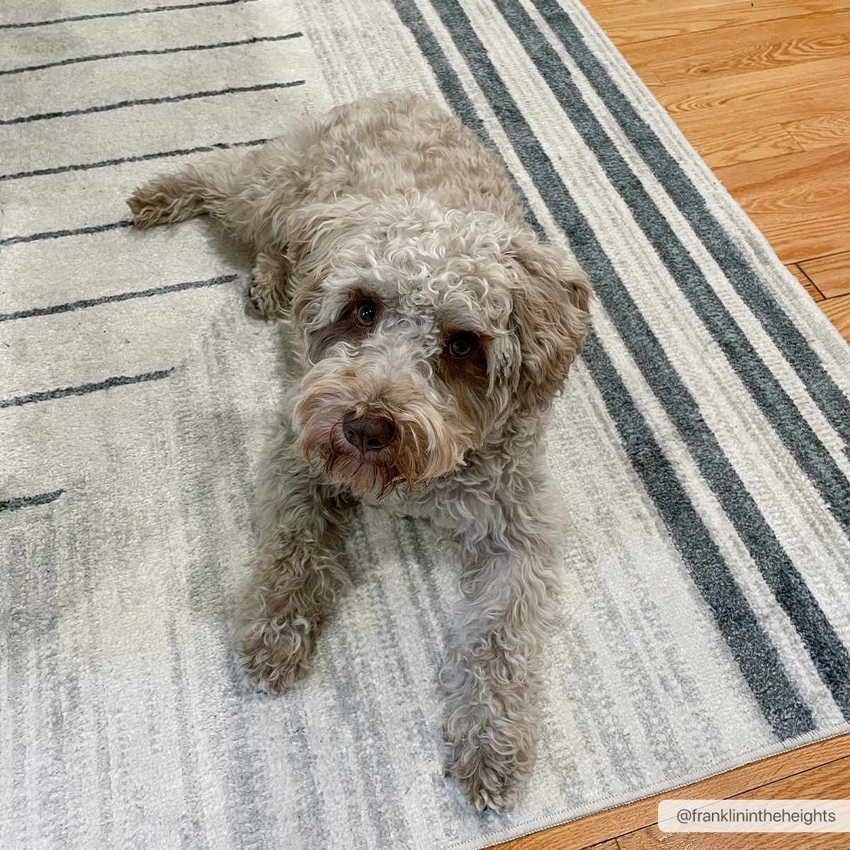 Thad Washable Area Rug-1
