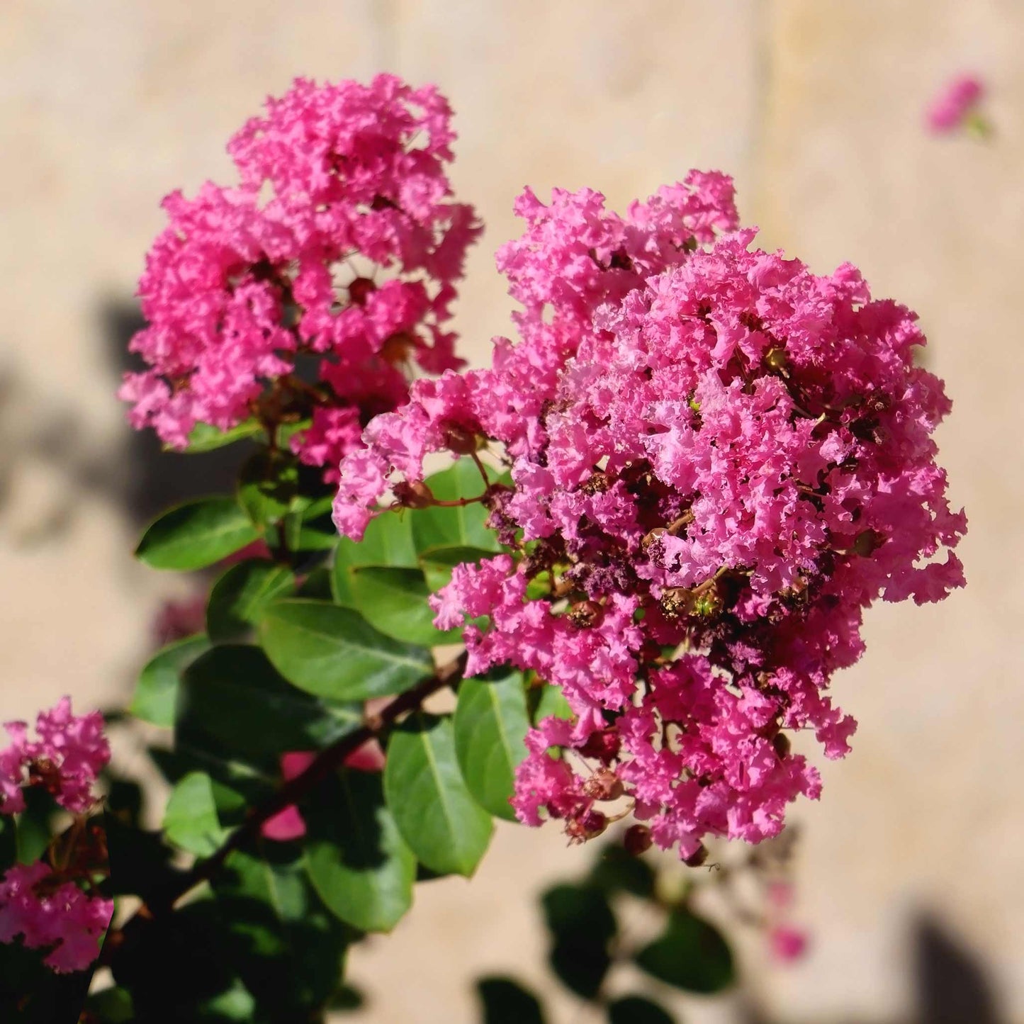 Tuscarora Crape Myrtle