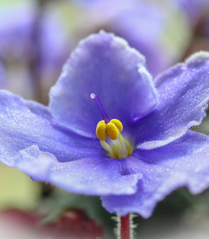 Violets & Dew Drops  *Discontinued* - Premium Fragrance Oil