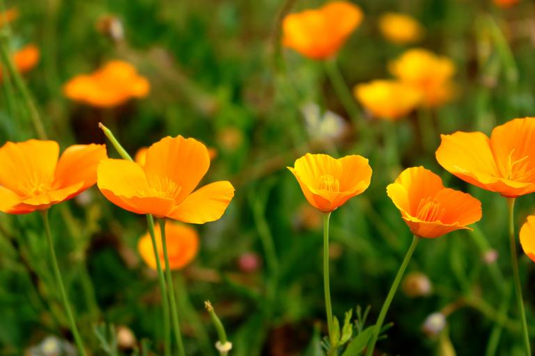 Wild Peach Poppies (BBW type) - Premium Fragrance Oil