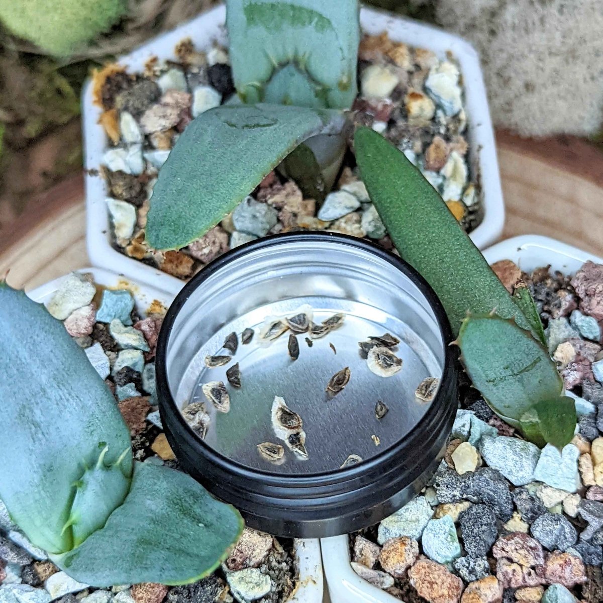Aloe Mix Seeds