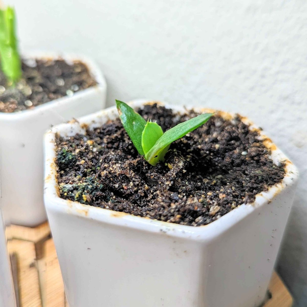 Aloe Mix Seeds