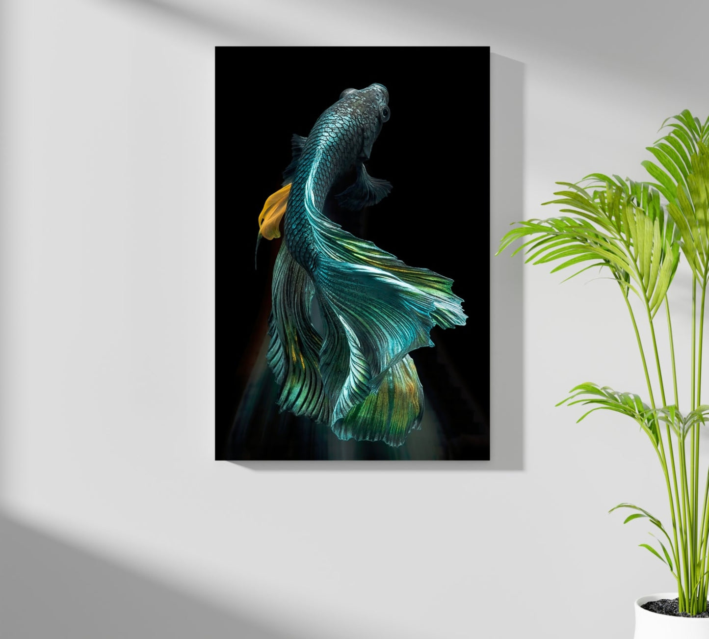 Koi Fish Aluminum Print