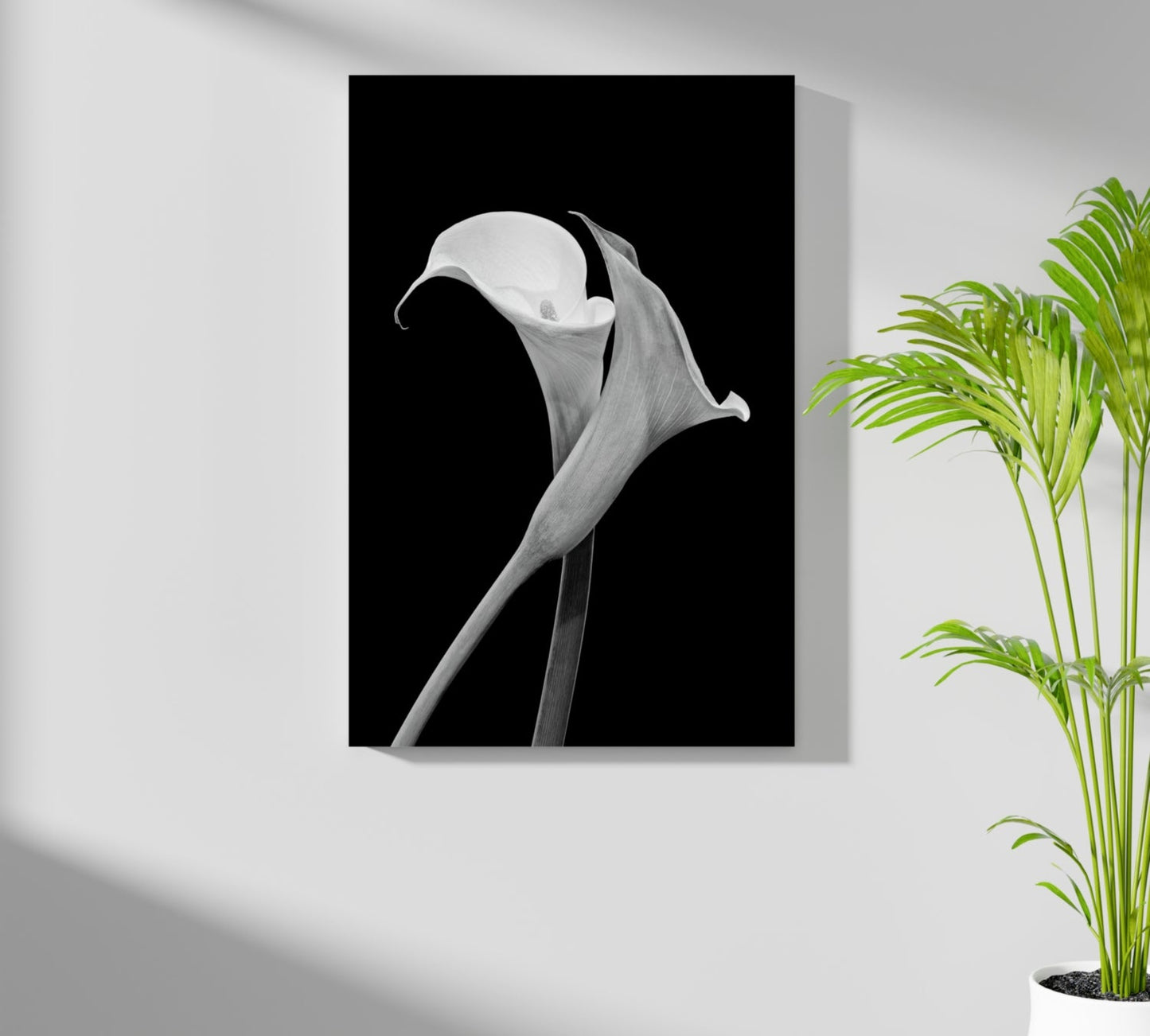 Lilly Flower Aluminum Print