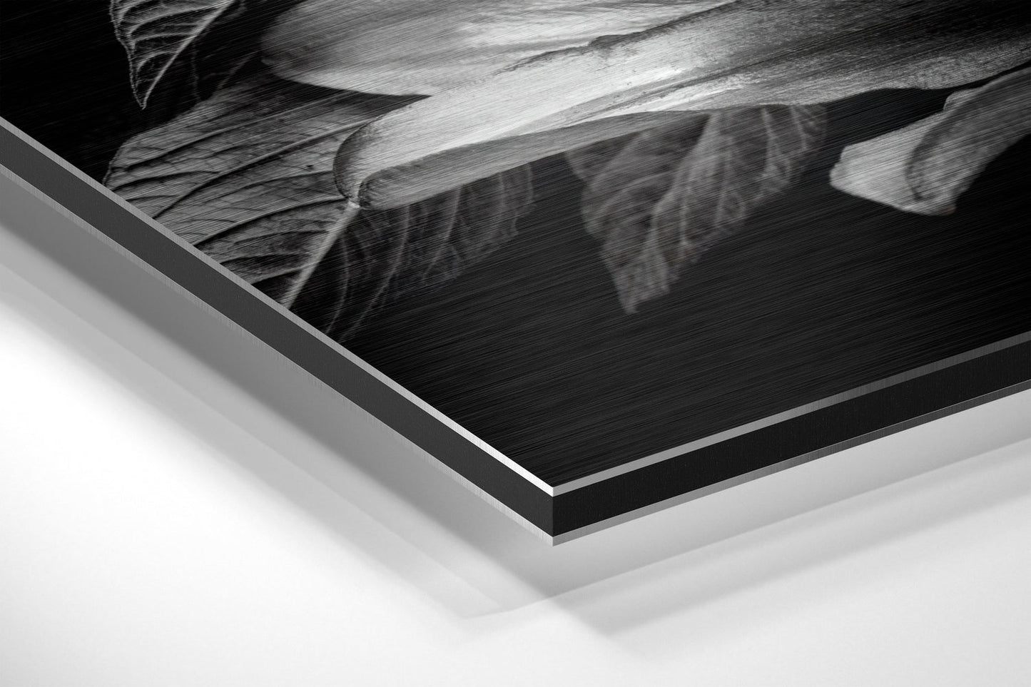 Lillium Brushed Aluminium Dibond Wall Art