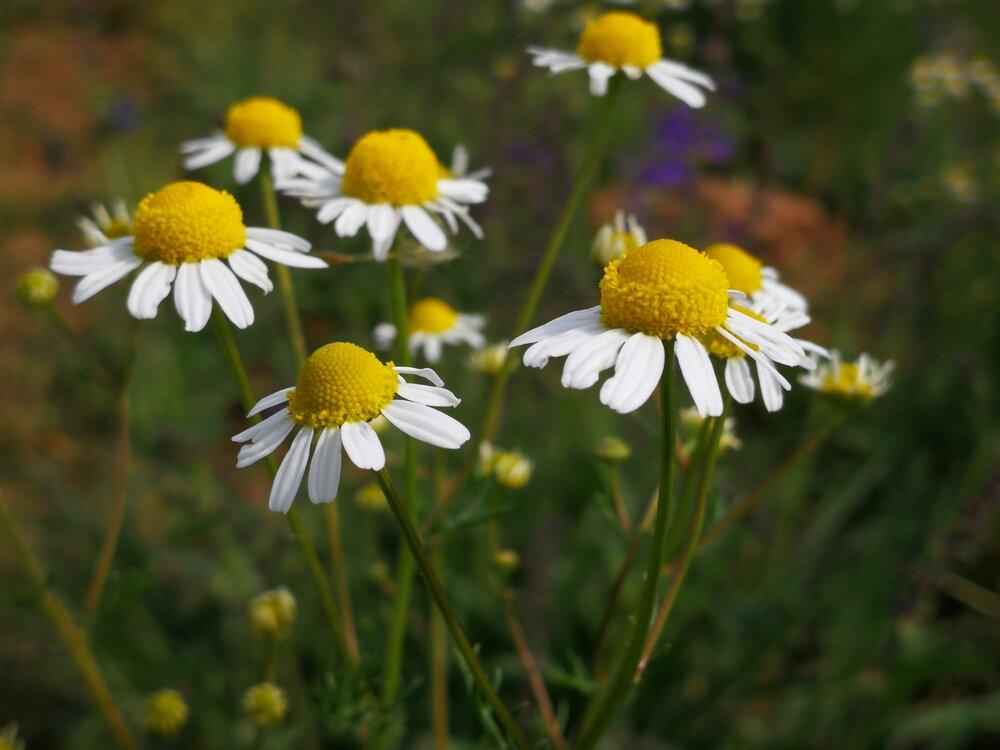Chamomile Seeds