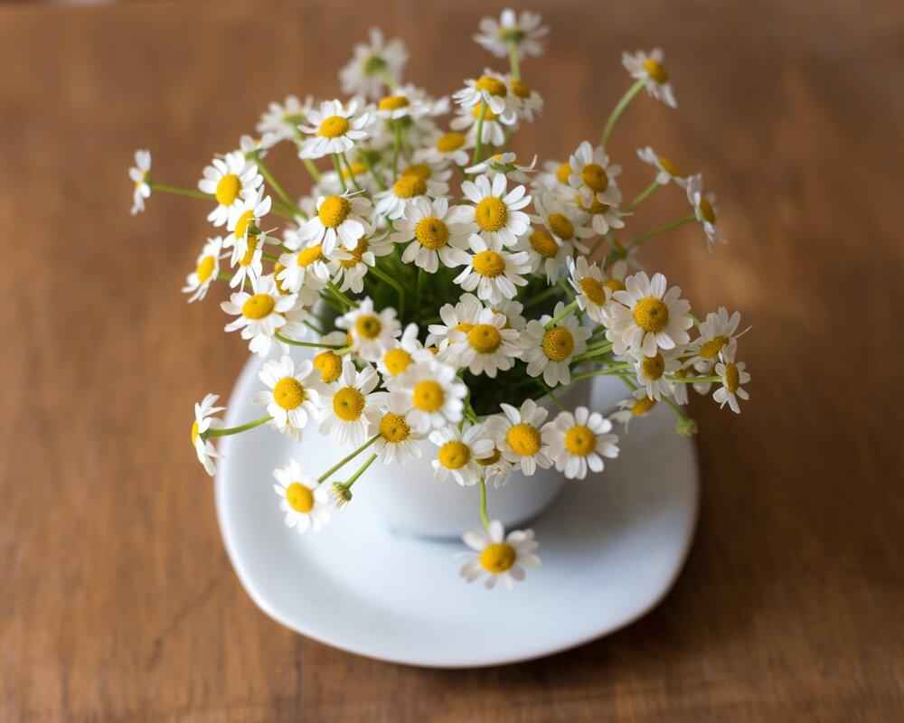 Chamomile Seeds