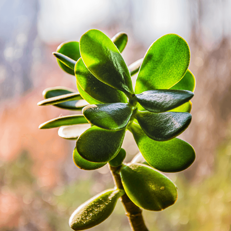 Crassula Mix Seeds