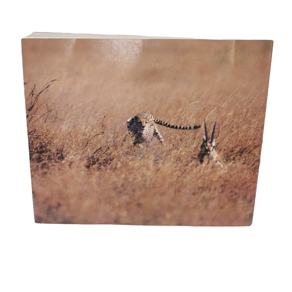Vintage 1986 Serengeti Natural Order on the African Plain by Mitsuaki Iwago Book