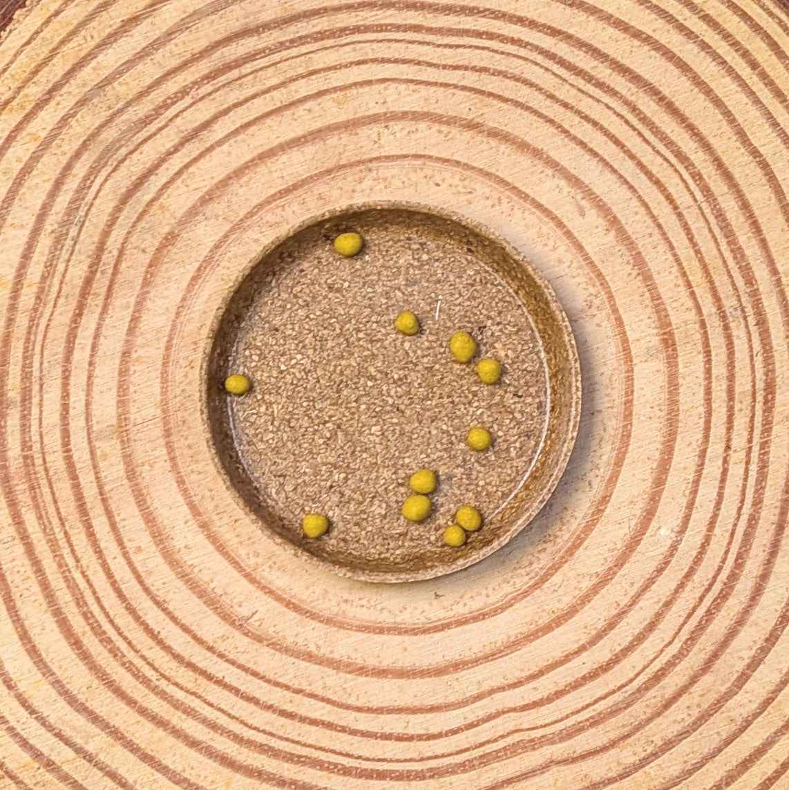 Dichondra Seeds