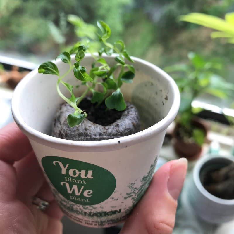 Pack of 20 Tree Kit Cups, We Plant 200 More Trees-1