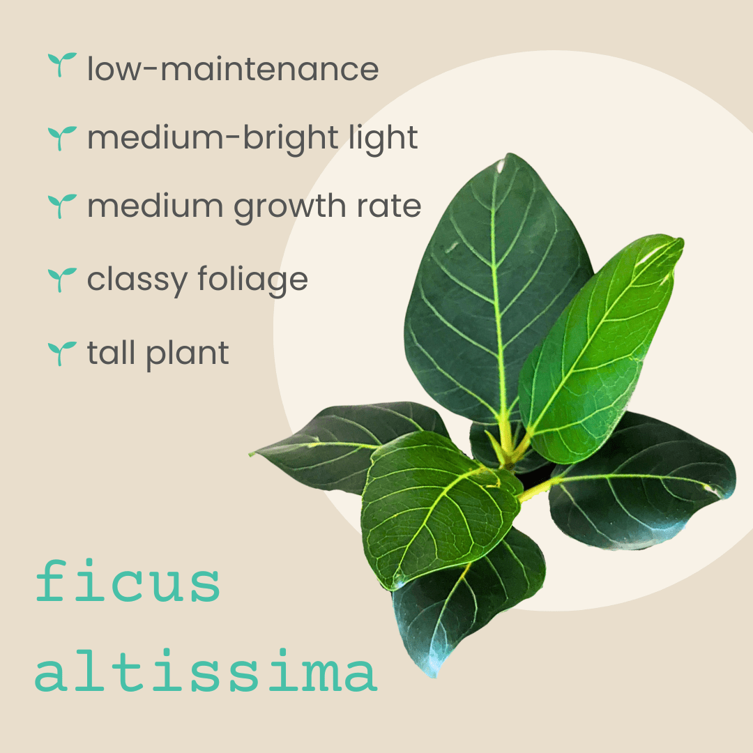Ficus 'Fig Tree' Seeds