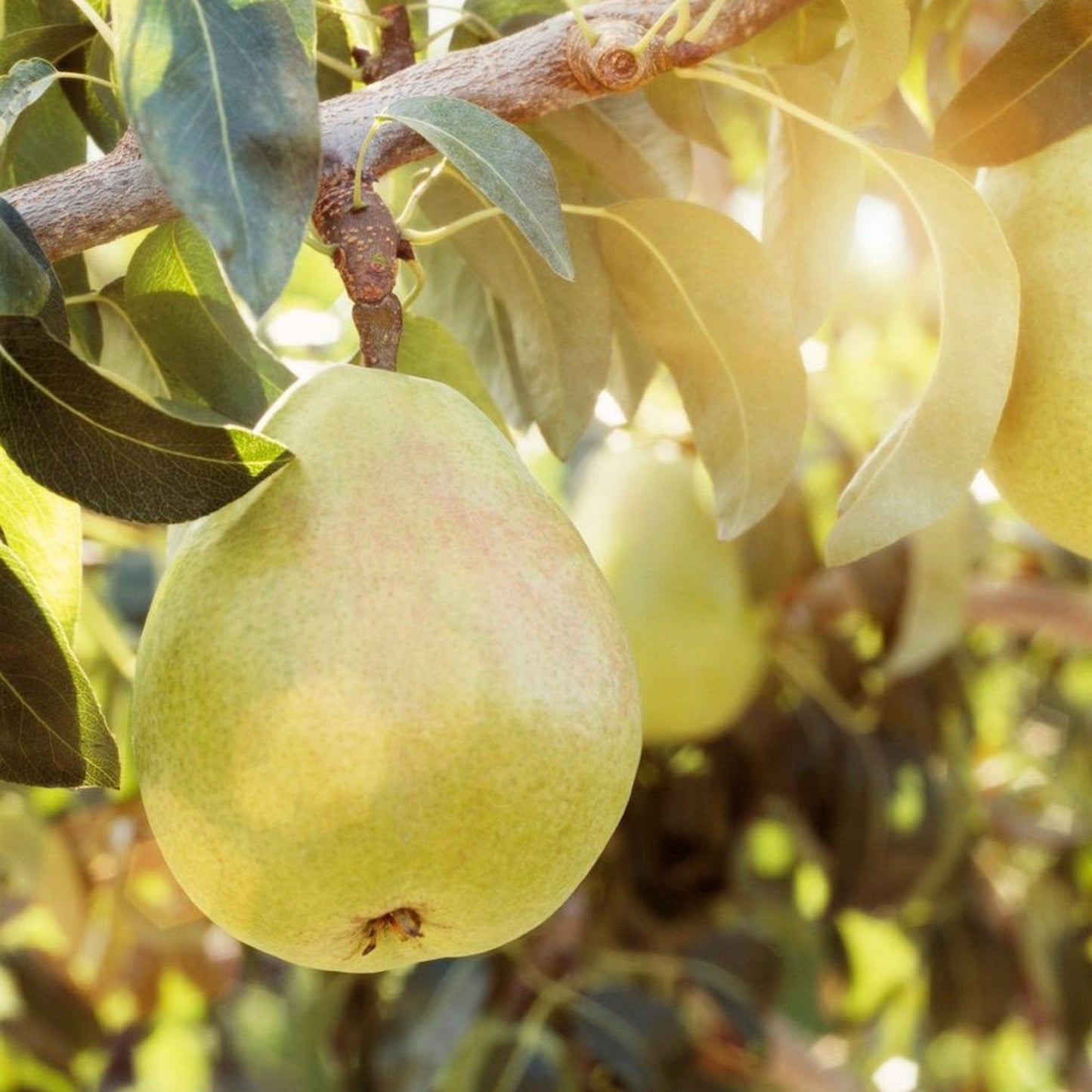 D’Anjou Pear Tree