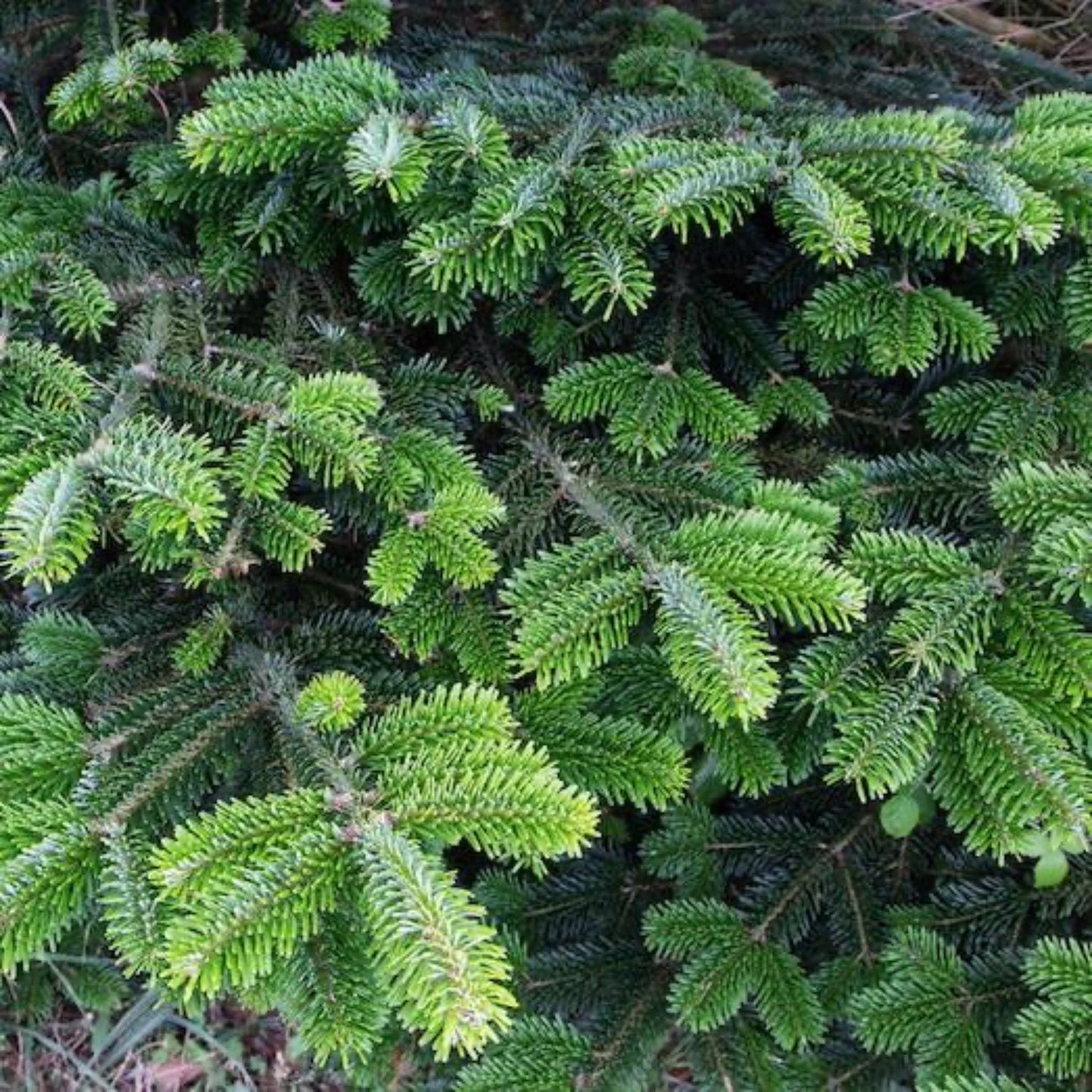 6 ft. Fraser Fir Tree (live cut)