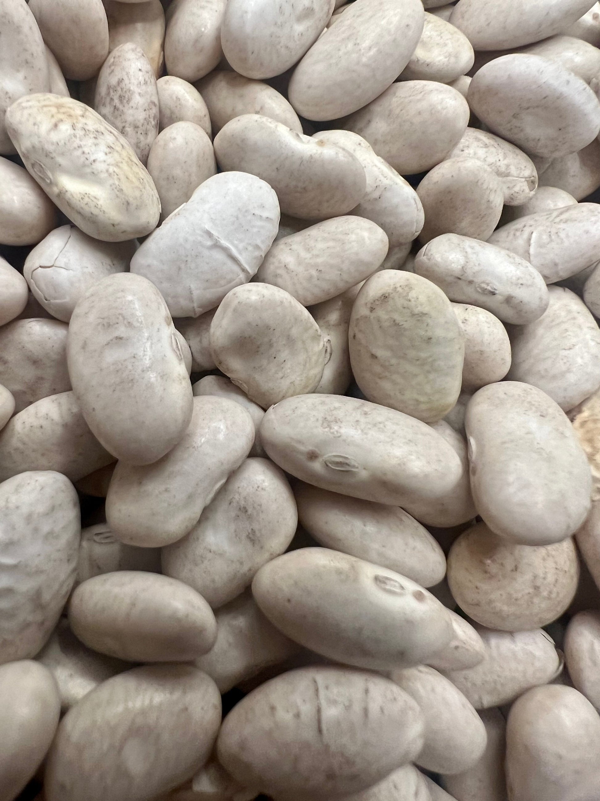 White Beans “Cannellini” Seeds Grow Your Own-0