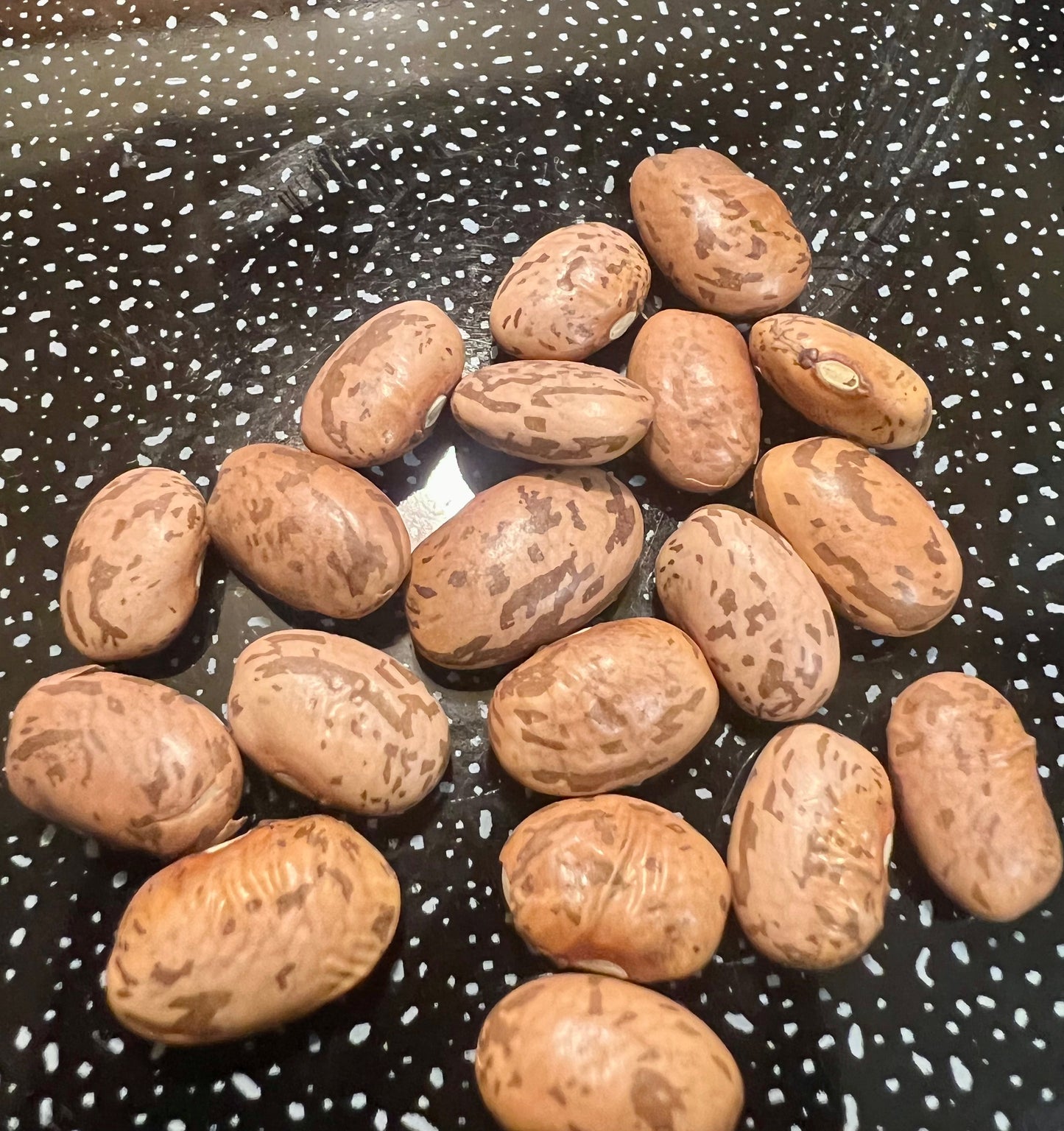 Ripkitty Premium Pinto (Phaseolus Vulgaris) Beans Seeds Drought-Tolerant-1