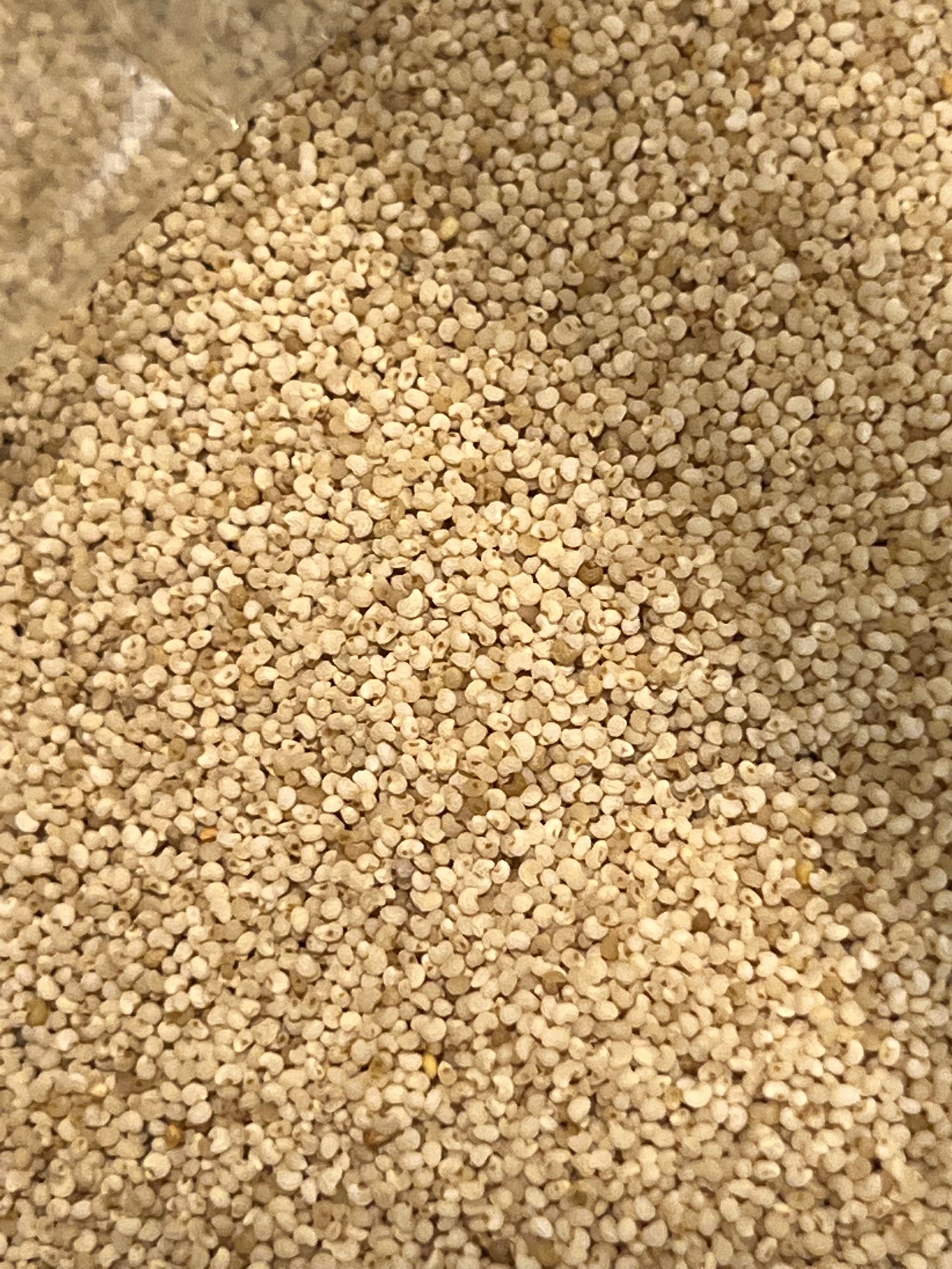 Ripkitty Premium Whole Raw Organic - White Poppy Seeds - Papaver Somniferum - Multicolor Ornamental-1