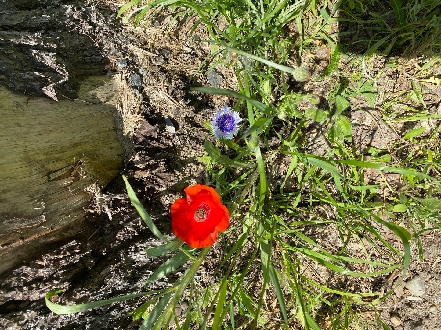 Ripkitty Premium Whole Raw Organic - White Poppy Seeds - Papaver Somniferum - Multicolor Ornamental-2