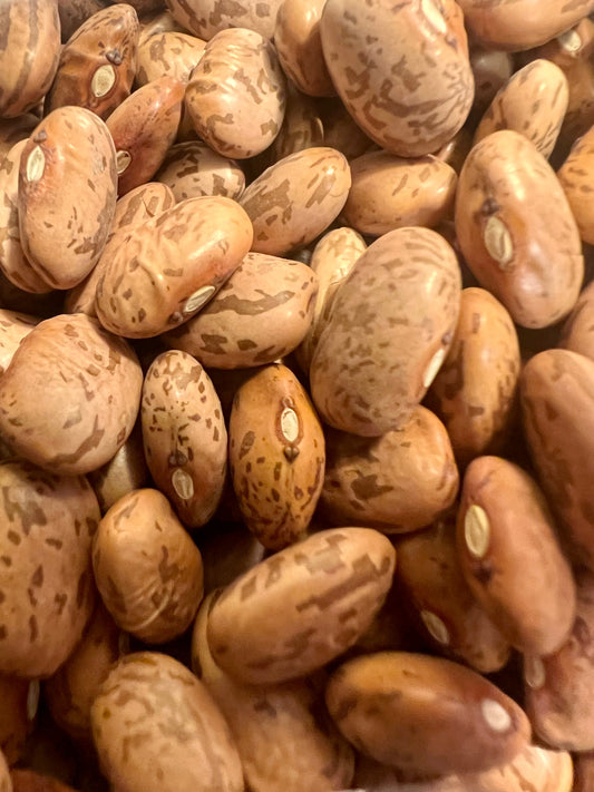 Ripkitty Premium Pinto (Phaseolus Vulgaris) Beans Seeds Drought-Tolerant-0