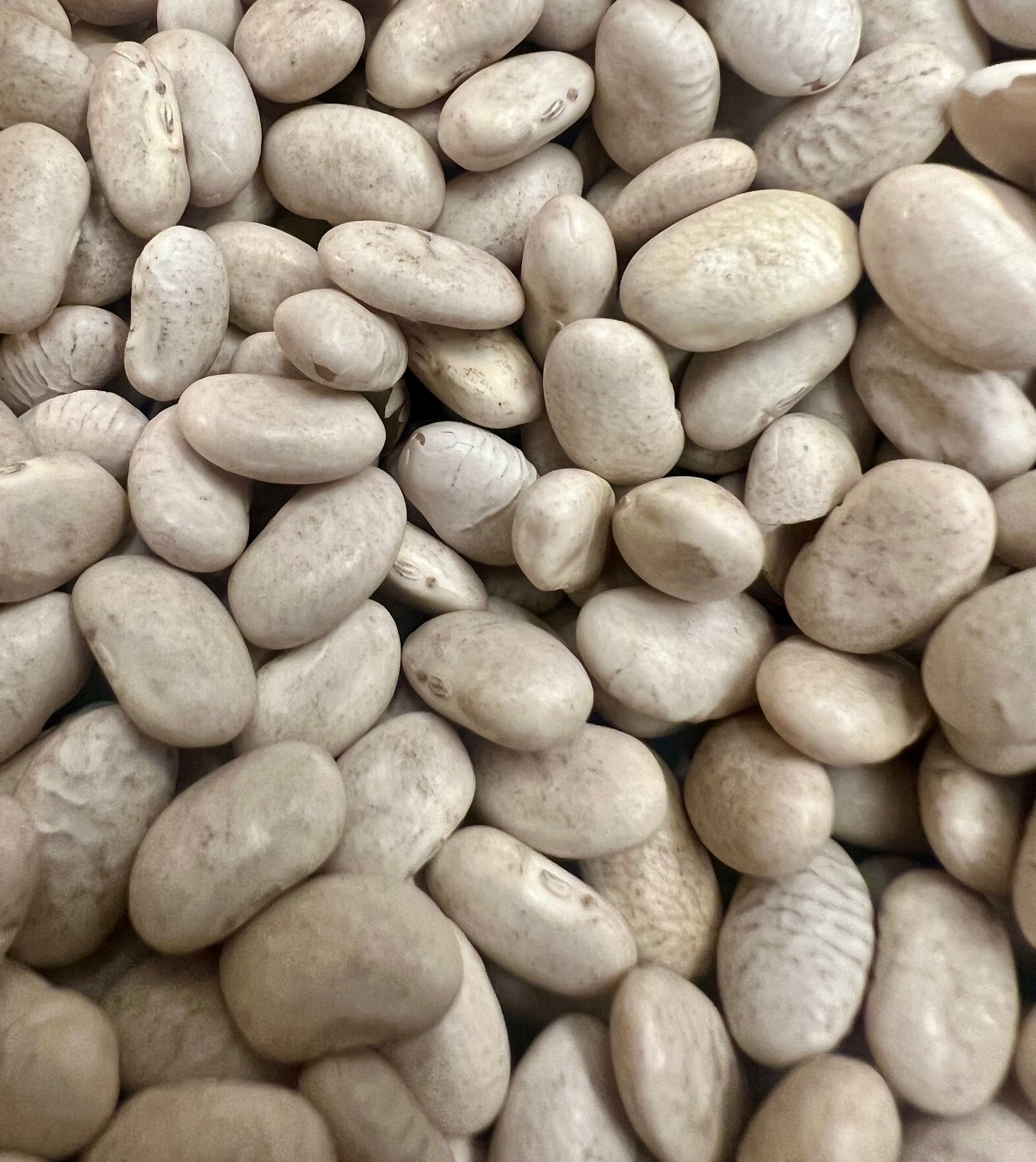 White Beans “Cannellini” Seeds Grow Your Own-1