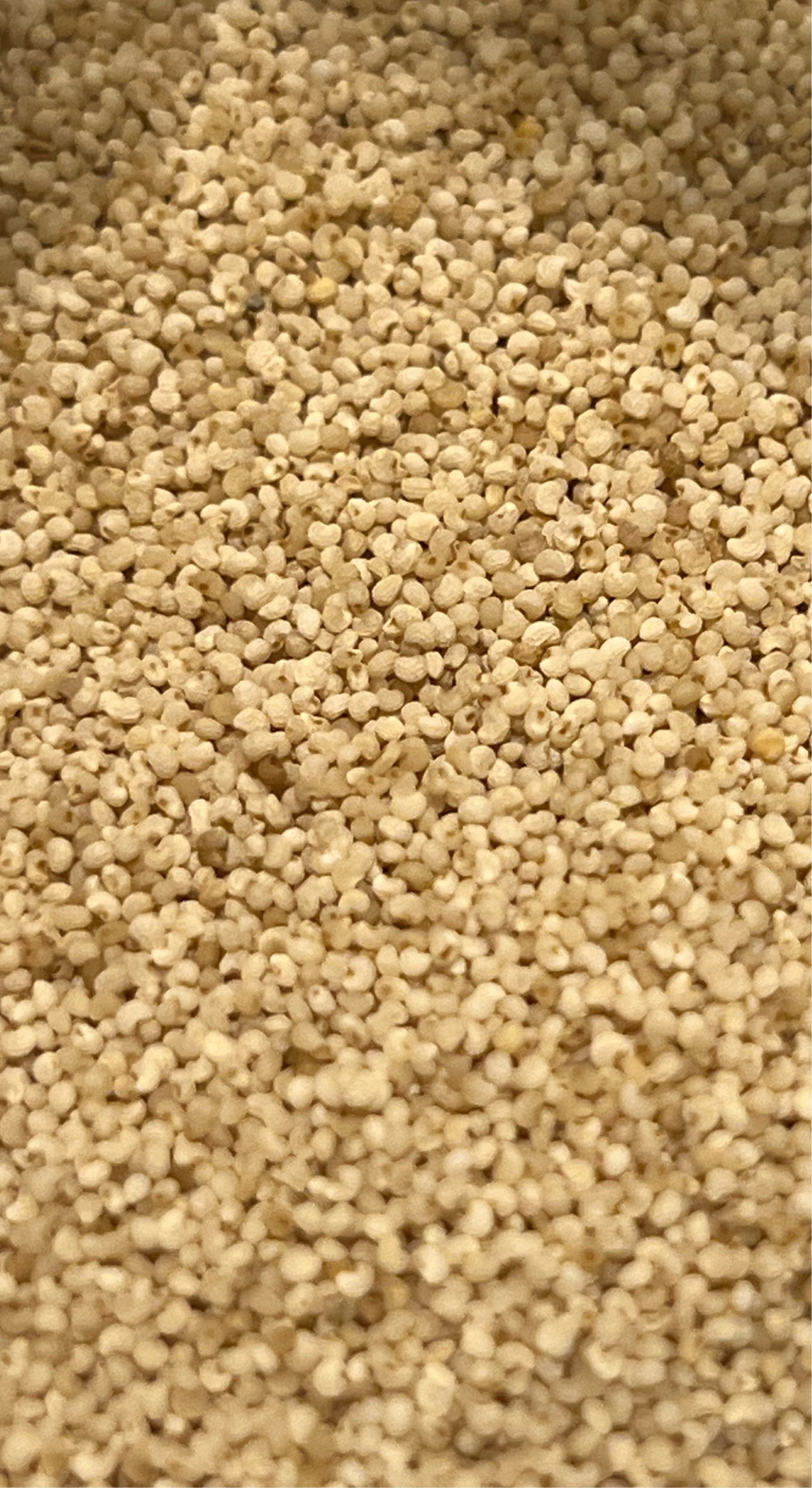 Ripkitty Premium Whole Raw Organic - White Poppy Seeds - Papaver Somniferum - Multicolor Ornamental-0