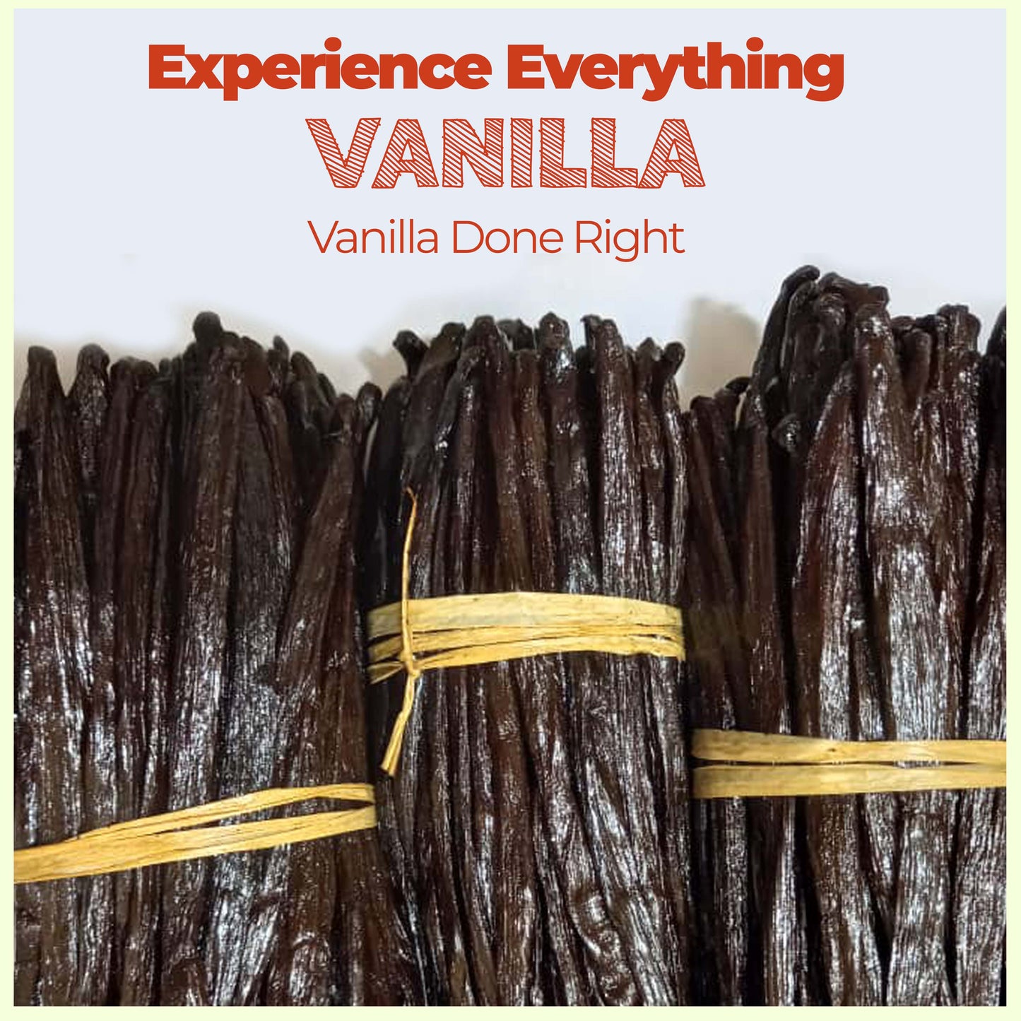 SPECIAL !! Premium Wholesale Bulk Vanilla Beans Grade-A Superior Quality for Exquisite Culinary Creations