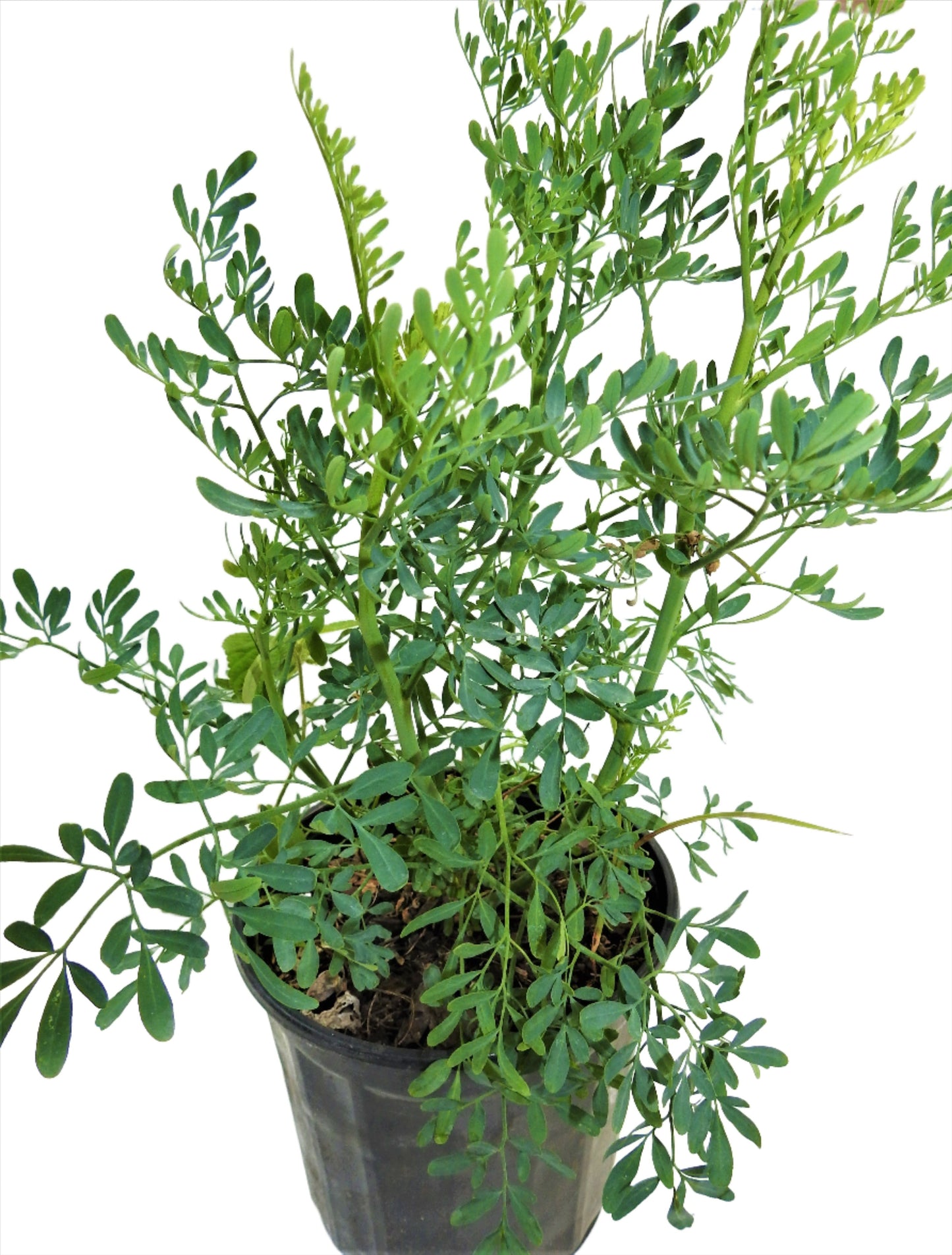PLANTA  RUDA CON RAIZ