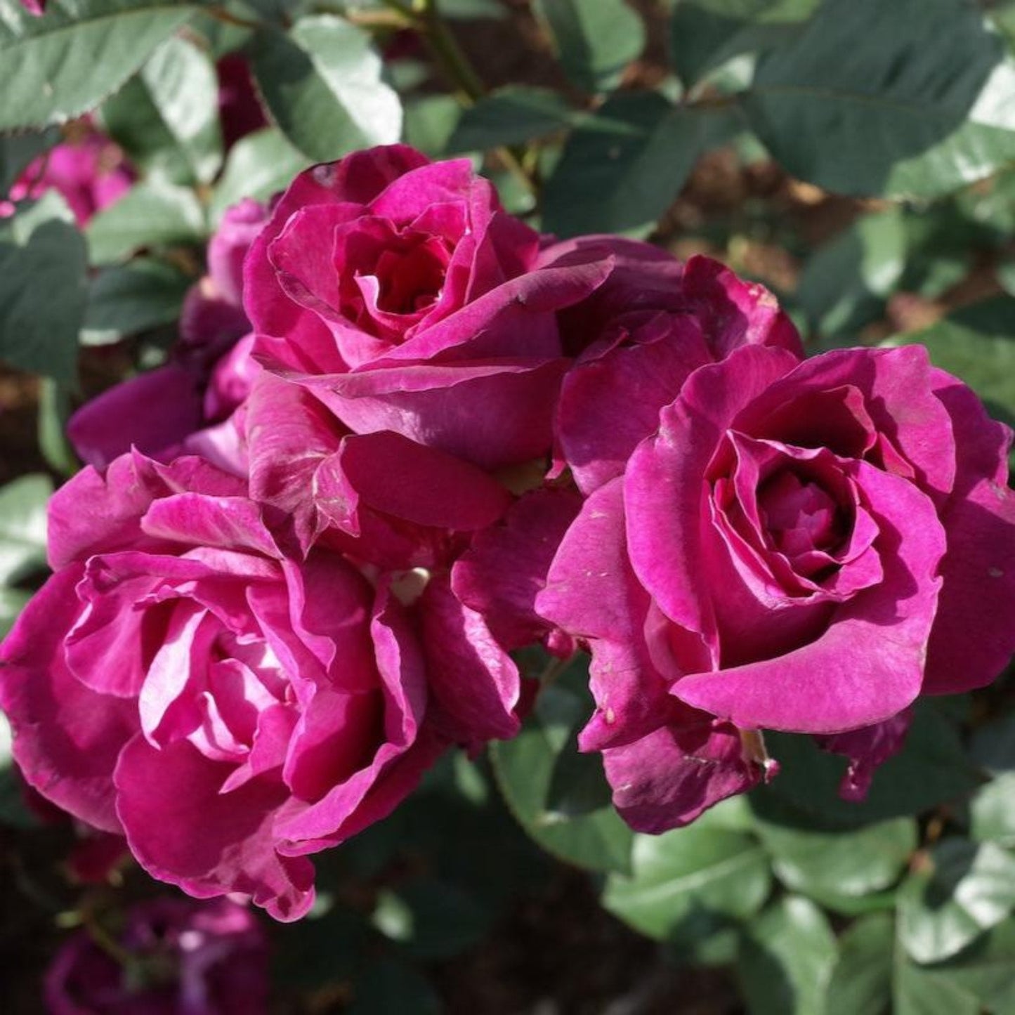 Intrigue Rose