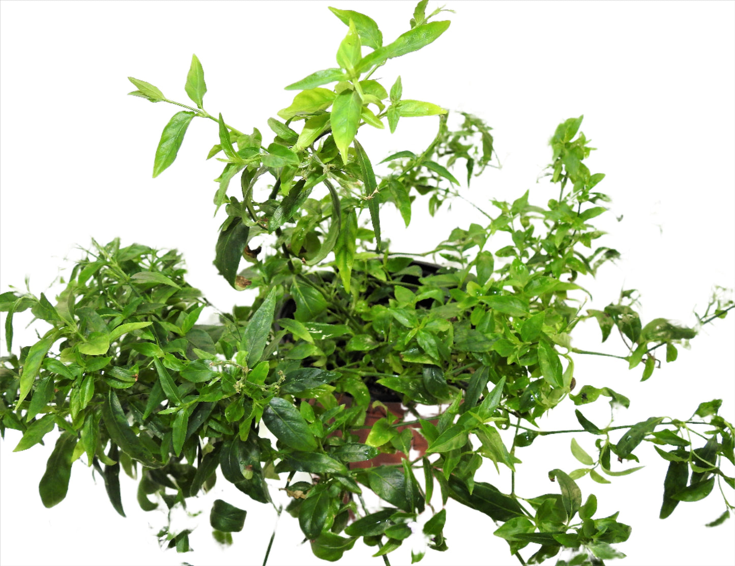 PLANTA TILO CON RAIZ